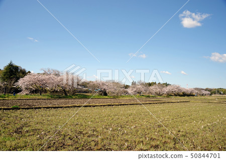 A row of cherry blossom trees in Imai, Shirai, Chiba Prefecture A row of cherry blossom trees in Imai, Shirai, Chiba Prefecture 50844701
