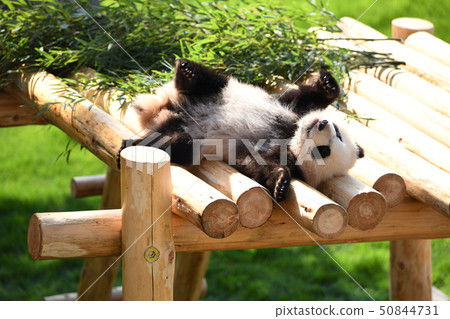 Baby panda Baby panda 50844731