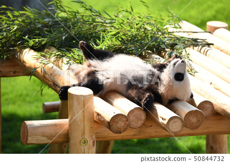 Baby panda Baby panda 50844732