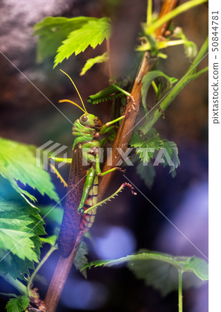 Giant South American Grasshopper Giant South American Grasshopper 50844781