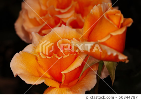 玫瑰比紅色更華麗 玫瑰比紅色更華麗 50844787