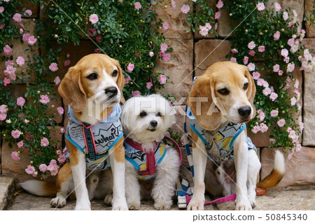 Park Friends 5 50845340