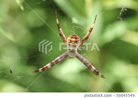 Scarlet spider Argiope brood 03 Scarlet spider Argiope brood 03 50845549