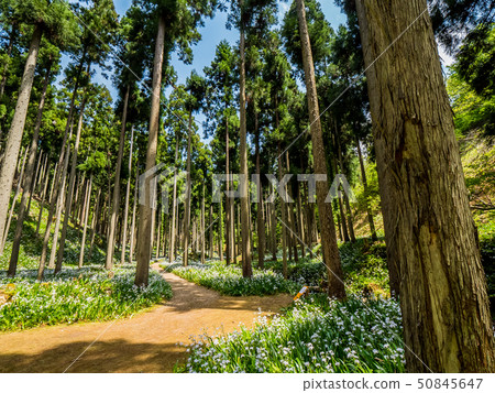 Flower group of Shaga in Ayabe city 50845647