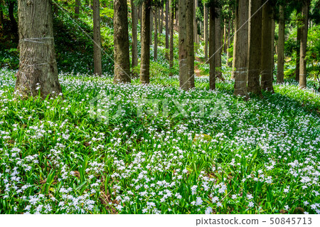 Flower group of Shaga in Ayabe city Flower group of Shaga in Ayabe city 50845713