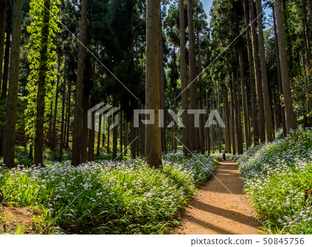 Shaga的花小組在Ayabe市 Shaga的花小組在Ayabe市 50845756