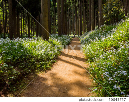 Shaga的花小組在Ayabe市 Shaga的花小組在Ayabe市 50845757