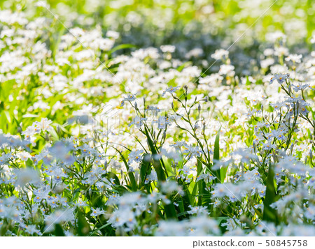 Flower group of Shaga in Ayabe city 50845758