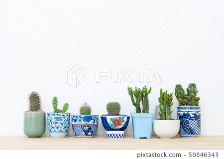 Collection of various cactus plants in different Collection of various cactus plants in different 50846343