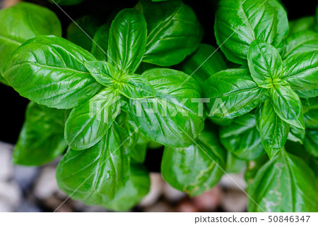 sweet basil leaves in herbs garden. Natural food 50846347