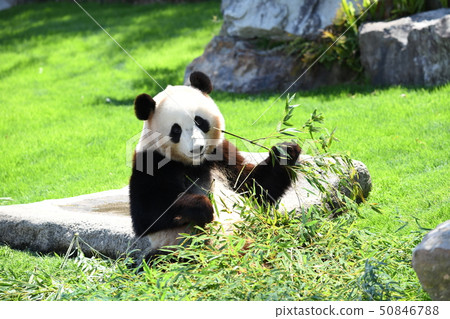 Small panda 50846788