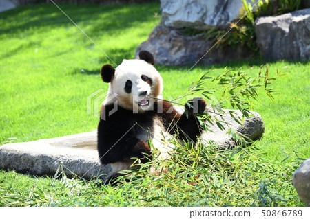 Small panda 50846789