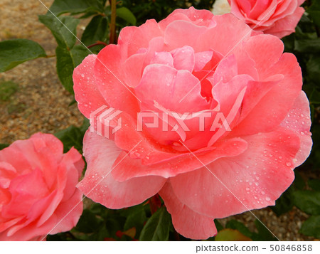 Early Summer Lake Biwa Otsukan Rose Queen Elizabeth 50846858