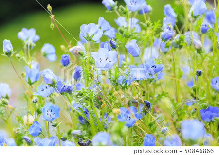 花國（初夏） 50846866