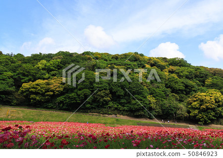 花國（初夏） 50846923