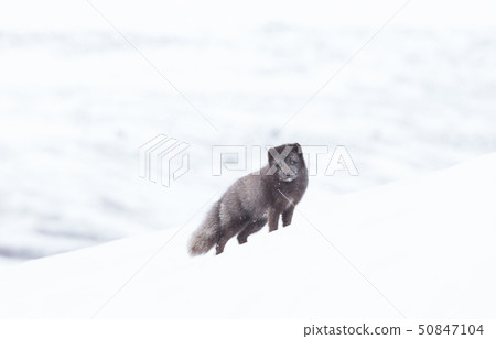 Close up of an Arctic fox in winter Close up of an Arctic fox in winter 50847104