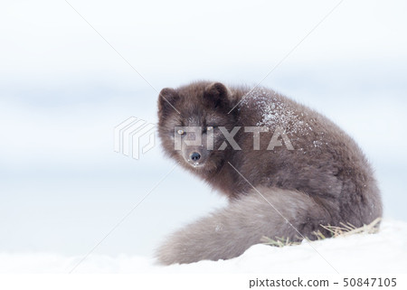 Close up of an Arctic fox in winter Close up of an Arctic fox in winter 50847105