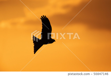 Silhouette of a red kite in flight Silhouette of a red kite in flight 50847146