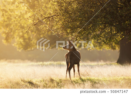 Young Red deer standing under the tree at sunrise Young Red deer standing under the tree at sunrise 50847147