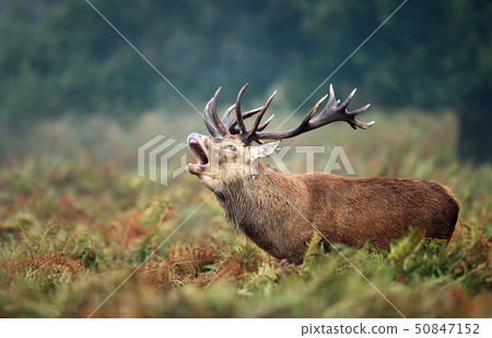 Red deer stag calling during rutting season  50847152