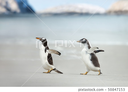 Gentoo penguin chick chasing its parent to be fed 50847153