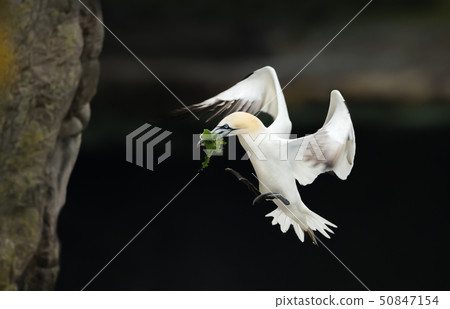 Northern gannet in flight with nesting material Northern gannet in flight with nesting material 50847154