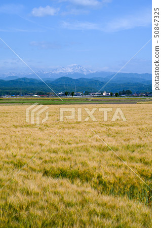 Hakusan distant view and wheat field Mid-May shooting Nomi City, Ishikawa Prefecture Hakusan distant view and wheat field Mid-May shooting Nomi City, Ishikawa Prefecture 50847325