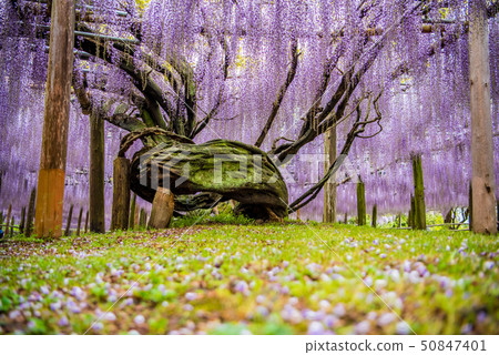 河內藤野富士的風景 河內藤野富士的風景 50847401
