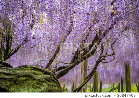 The scenery of Kawachi Fujino Fuji 50847402
