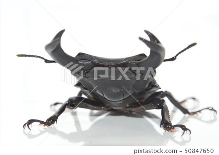 Domestic white-tailed white background 50847650