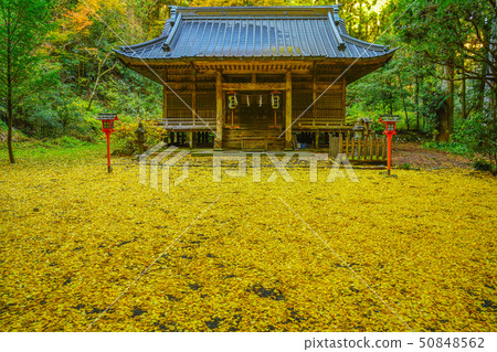 Shinto shrine autumn leaves ginkgo Shinto shrine autumn leaves ginkgo 50848562