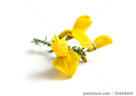 closeup of broom branch of yellow flowers 50849609