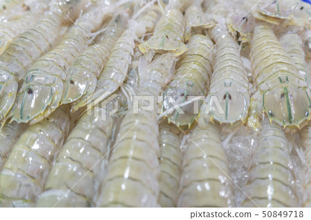 Oratosquilla nepa 50849718