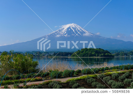 Kawaguchiko and Mt. Fuji 50849836