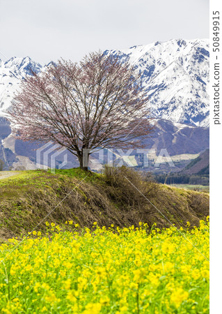 Nagano Prefecture Hakuba Village Nohira Cherry blossoms 50849915