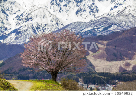 Nagano Prefecture Hakuba Village Nohira Cherry blossoms 50849922