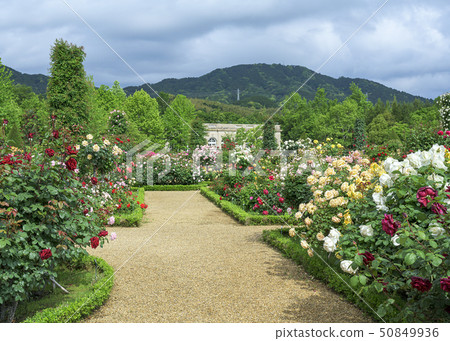 Rose garden 50849936