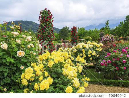 玫瑰園 50849942