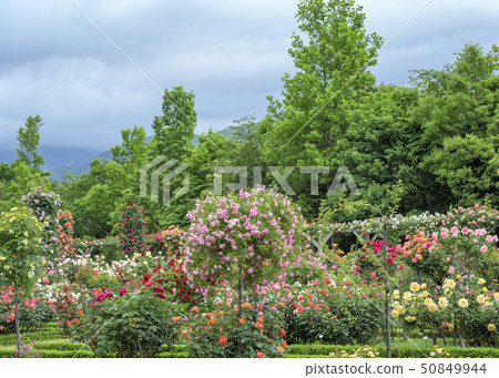 Rose garden Rose garden 50849944