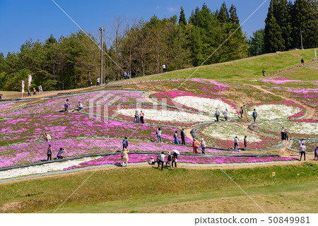 大森Shiba櫻花節 50849981