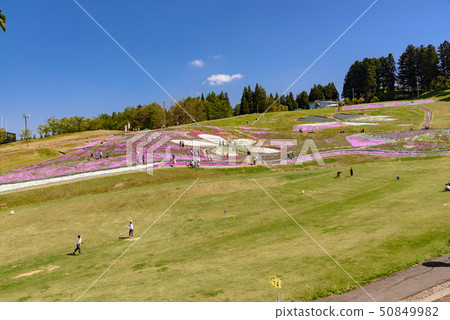 大森Shiba櫻花節 50849982