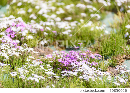 Omori Shiba Sakura Festival 50850026