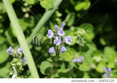 黃芩 黃芩 50850129