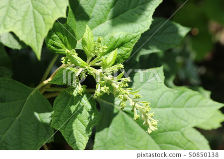 Hydrangea flower bud Hydrangea flower bud 50850138