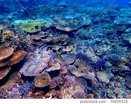 Miyakojima，雙排鯛2 50850326