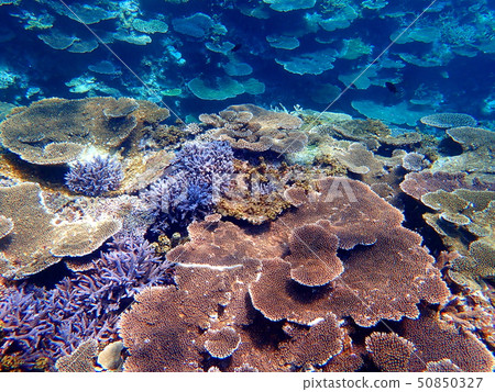 Miyakojima，雙排鯛3 50850327
