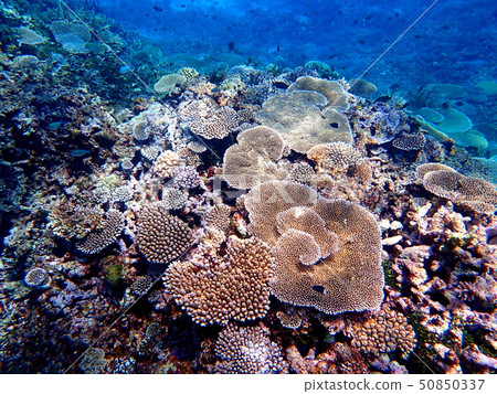Miyakojima, double-breasted ridge 12 50850337