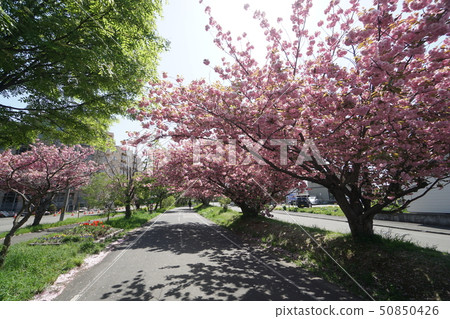 春天的道路場景(Yatsubetsu區,Atbetsu-ku,札幌) 春天的道路場景(Yatsubetsu區,Atbetsu-ku,札幌) 50850426