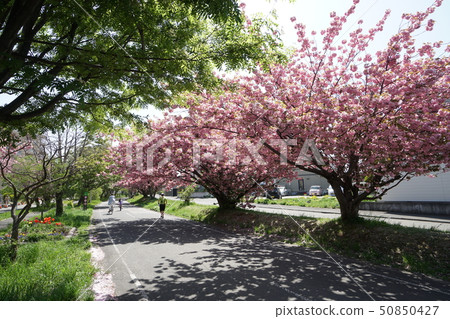 春天的道路場景(Yatsubetsu區,Atbetsu-ku,札幌) 春天的道路場景(Yatsubetsu區,Atbetsu-ku,札幌) 50850427