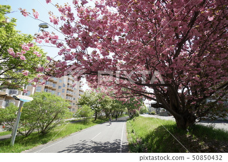 Spring road scene (Yatsubetsu district, Atbetsu-ku, Sapporo) Spring road scene (Yatsubetsu district, Atbetsu-ku, Sapporo) 50850432